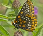 Baltimore Checkerspot - Sheepherder's Jct., Pictou Co., 2015-07-20