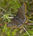 Baltimore Checkerspot - Sheepherder's Jct., Pictou Co., 2015-07-20