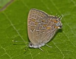 Striped Hairstreak - Stellarton, NS, 2015-07-20