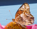 Variegated Fritillary - Berwick, N.S., 2015-08-03