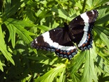 White Admiral - Hammonds Plains, NS, 2010-07-04