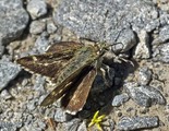 Pepper and Salt Skipper - Pockwock, N.S., 2017-06-22