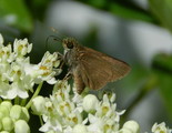 Dun Skipper - Apple River, 2017-07-30