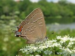 Banded Hairstreak - Dartmouth, 2017-07-20