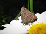 Striped Hairstreak - Dartmouth, 2017-07-31