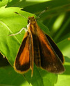Least Skipper - Apple River, 2017-08-05