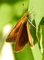 Least Skipper - Apple River, 2017-08-05