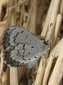Northern Spring Azure - Apple River, 2009-05-27