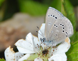 Silvery Blue - New Minas, NS, 2018-06-10