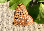 Great Spangled Fritillary - Gilberts Cove, NS, 2018-08-25
