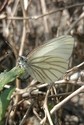Mustard White - Tor Bay beach, 2019-07-05