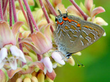 Striped Hairstreak - Kingston, N.S., 2020-07-13