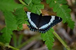 White Admiral - Victoria Park, Truro, 2020-06-27