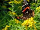 Red Admiral - Victoria Park, Truro, 2020-08-20