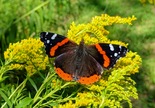 Red Admiral - Victoria Park, Truro, 2020-08-20