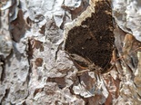 Mourning Cloak - Victoria Park, Truro, 2020-06-17