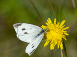 Cabbage White - Victoria Park, Truro, 2020-08-28