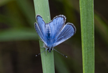 Silvery Blue - Victoria Park, Truro, 2020-07-02