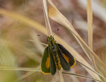 Least Skipper - Victoria Park, Truro, 2020-08-21