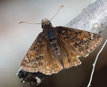 Juvenal's Duskywing - Waverley, NS, 2021-05-24