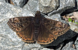 Juvenal's Duskywing - Waverley, NS, 2021-05-24
