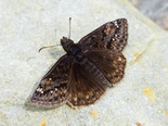 Juvenal's Duskywing - Waverley, NS, 2021-05-26