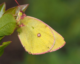 [Pink-edged Sulphur image]
