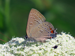 Banded Hairstreak - Waverley, 2021-07-24