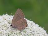 Banded Hairstreak - Waverley, 2021-08-03