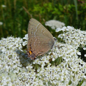 Banded Hairstreak - Miner’s Marsh, Kentville, 2021-08-01