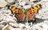 Green Comma - Cape Breton Highlands NP, 2021-08-11