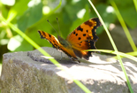 Gray Comma - North Lochaber Lake, 2021-08-14