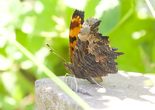 Gray Comma - North Lochaber Lake, 2021-08-14
