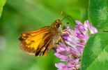 Hobomok Skipper - Victoria Park, Truro, 2022-06-19