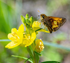 Hobomok Skipper - Victoria Park, Truro, 2022-06-19