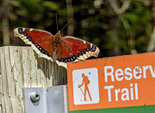 Mourning Cloak - Victoria Park, Truro, 2022-04-21