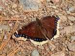 Mourning Cloak - Victoria Park, Truro, 2022-04-21
