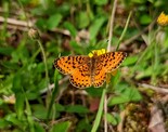 Silver-bordered Fritillary - Victoria Park, Truro, 2022-06-11