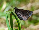 Common Roadside-Skipper - Victoria Park, Truro, 2022-06-12