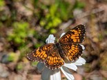 Harris's Checkerspot - Victoria Park, Truro, 2022-06-19