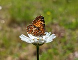 Harris's Checkerspot - Victoria Park, Truro, 2022-06-19
