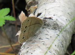 Little Wood-Satyr - Lake William Trail, Waverley, 2022-06-25