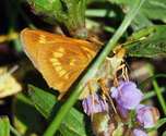 Long Dash Skipper - Victoria Park, Truro, 2022-07-04