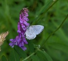 Northern Spring Azure - Victoria Park, Truro, 2022-07-17