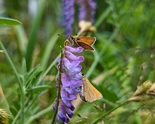 European Skipper - Victoria Park, Truro, 2022-07-17