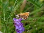 European Skipper - Victoria Park, Truro, 2022-07-17