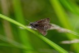Dun Skipper - Victoria Park, Truro, 2022-07-17