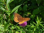 Great Spangled Fritillary - Victoria Park, Truro, 2022-07-14