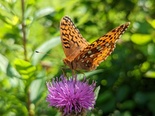 Great Spangled Fritillary - Victoria Park, Truro, 2022-07-14