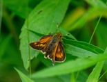 Long Dash Skipper - Victoria Park, Truro, 2022-06-30